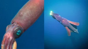 Australian scientists found unique traces of giant squids from the ocean floor