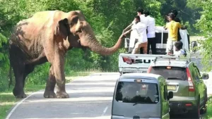 В Таиланде началась вакцинация диких слонов
