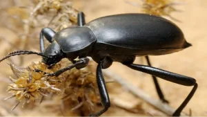 7 new species of beetles have been identified in Uzbekistan and Russia