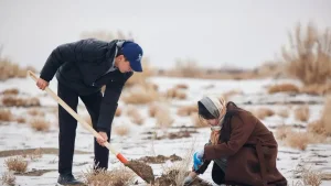 Saxaul is planted at the bottom of the Aral Sea, restoring the ecology