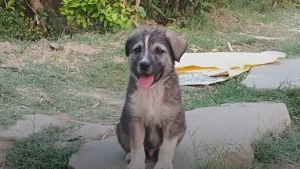 The puppy saved the lives of 67 people
