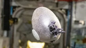 Astronavt Xalqaro kosmik stansiyada kartoshka yetishtirish tajribasini o'tkazdi