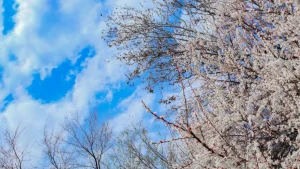 In Uzbekistan, cold air will retreat from the middle of the week