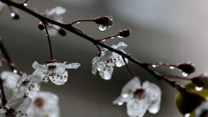 Какая будет погода в Узбекистане в начале апреля