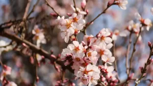 1-mart kuni O‘zbekistonda ob-havo turlicha bo‘ladi