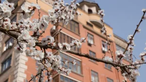 O'zgidromet has announced the weather forecast for March 13