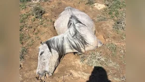 Qozog'istonda kuchli yomg'ir oqibatida ko'plab chorva mollari nobud bo'ldi