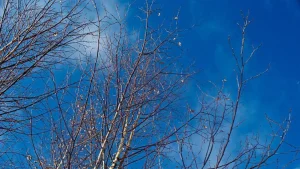 On March 15, the weather in Uzbekistan will become significantly warmer.