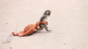 Yolg‘iz qolgan Panchga mehr ko‘rsatildi