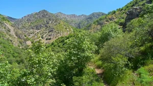 Toshkent va Farg'onada yangi milliy tabiat bog'lari tashkil etiladi