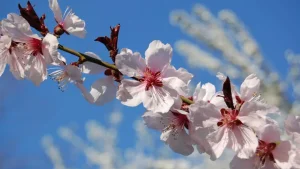 Weather in Uzbekistan on April 1: Rain and heat expected