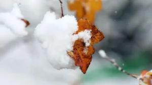 Fevral oyida iliq kunlar va sovuq qaytishi kutilmoqda