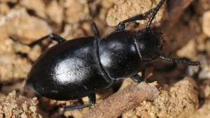 O‘zbek olimlari qo‘ng‘izlarning 7 yangi turini aniqladi