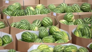 O‘zbekistonda tarvuz narxi 2,8 baravarga arzonlashdi