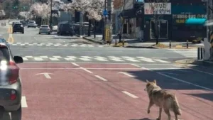 Janubiy Koreyada bo'ri qochgani haqidagi yolg'on xabar vahima uyg'otdi