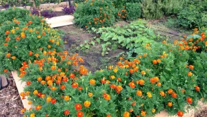 The reason why flowers are planted in the garden has become clear