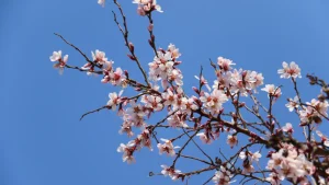 Mamlakatda haftalik ob-havo prognozi e'lon qilindi