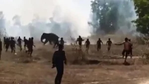 В Индии дикий слон убил 22 человека