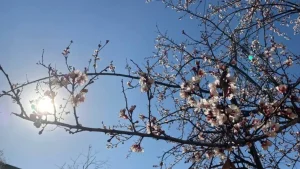 O'zbekistonda sovuq havo, kuchli shamol va qor yogishi kutilmoqda