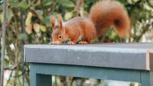 House burned down due to Olmaxon: family left homeless