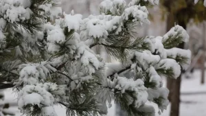 Tog‘ hududlarida qor ko‘chishi xavfi e’lon qilindi