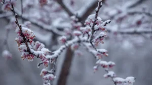 Oʻzbekistonga sovuq antisiklon kirib kelmoqda