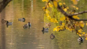 4-fevral: Ko‘pchilik hududlarda havo ochiq bo‘ladi.