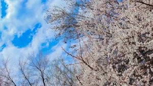 O'zbekistonda haftaning boshida asosan quyoshli va quruq ob-havo bo'ladi