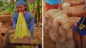 Filipino banana is being produced from organic raw material