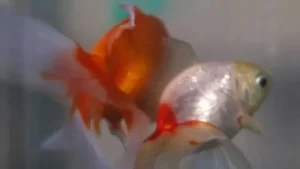Argentina became the first country to consider genetically modified fish as living organisms