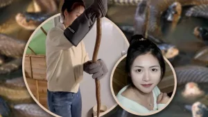 Xitoylik qiz zaharli ilonlar boqib katta daromad olmoqda