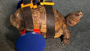 3D printer yordamida toshbaqa uchun maxsus nogironlar aravachasi yasaldi