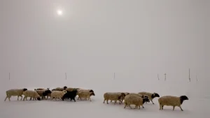 Mo‘g‘ulistonda qattiq qish 26 ming chorvani nobud qildi