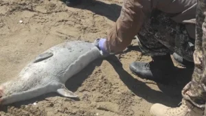 Hundreds of seals have died on the coast of the Caspian Sea