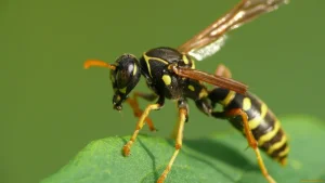 Flight cancelled in Austria due to a single bee