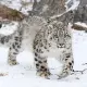 Hunting penalties for snow leopards in Tajikistan have been increased
