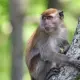 Wild monkey caused human death in Thailand