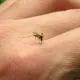 Mosquitoes have become the greatest source of danger for humanity.