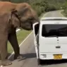 Elephant attacked Russian tourists' car Elephant attacked Russian tourists' car